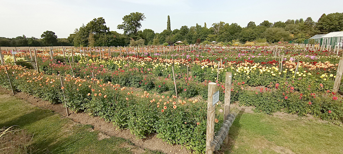 Garden Group Visits Dahlia Festival